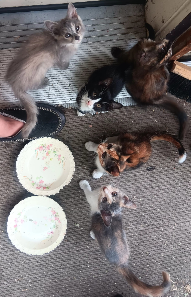 Lost Cat in Brighton, England — listing photo