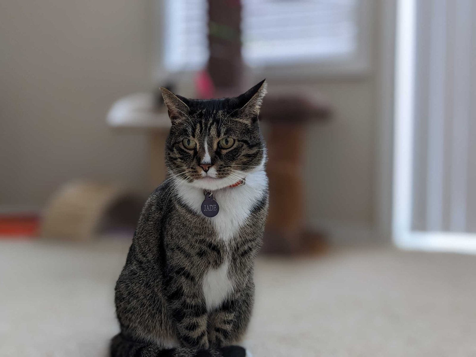 Lost Cat in Norwich, England — listing photo