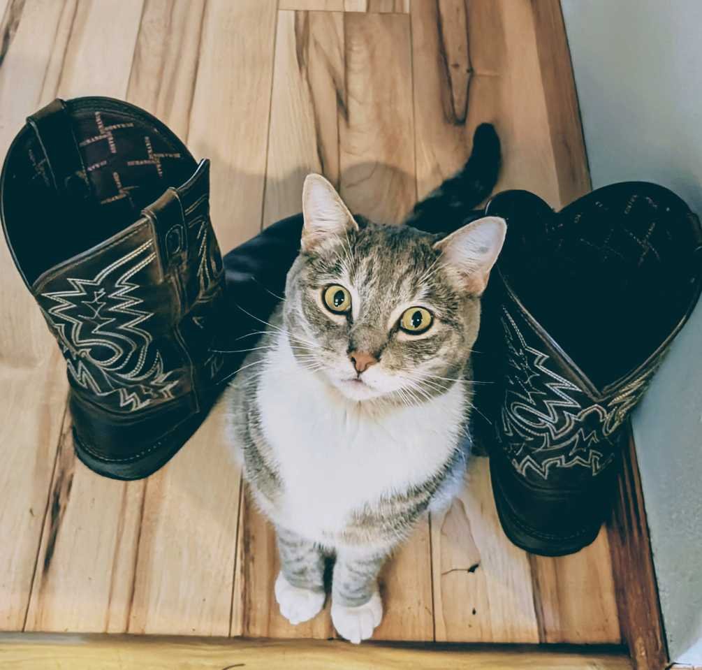 Lost Cat in Portsmouth, England — listing photo