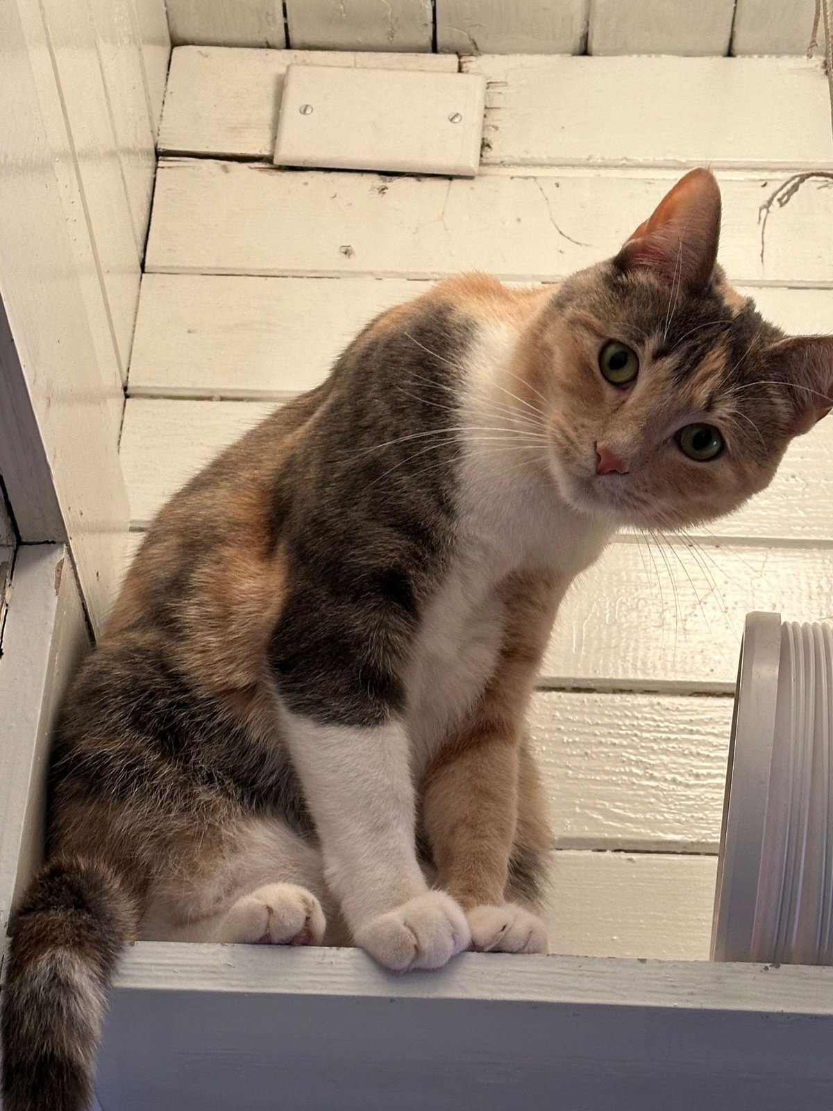 Lost Cat in Leicester, England — listing photo