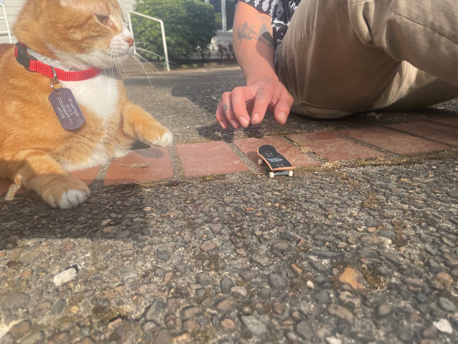 Lost Cat in Birmingham, England — listing photo