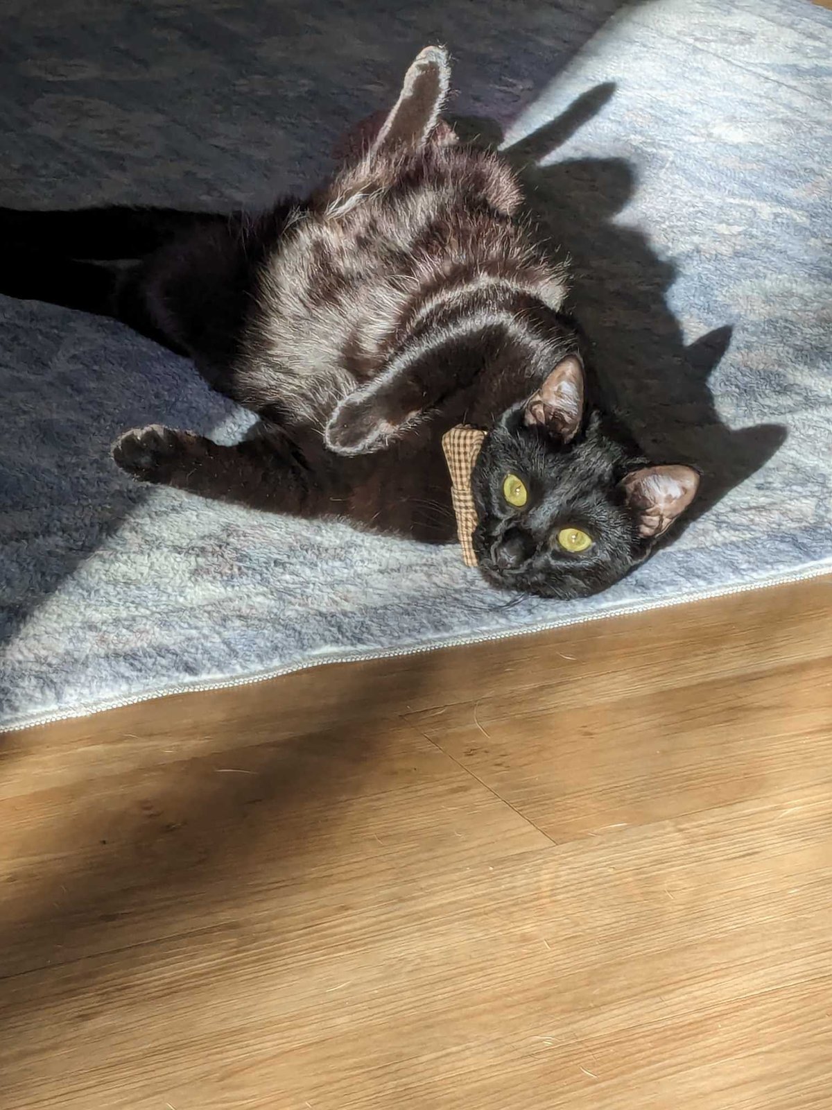 Lost Cat in Wolverhampton, England — Have you seen this cat?