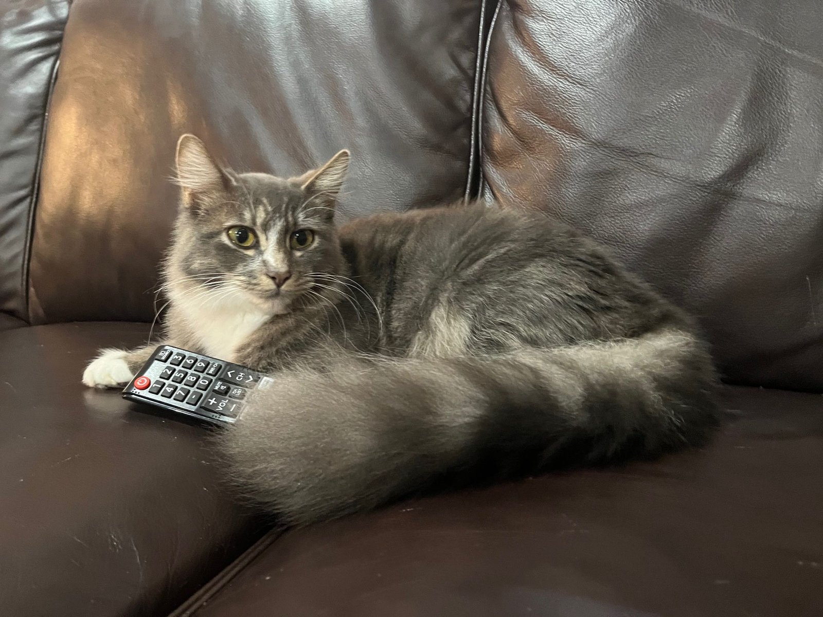Lost Cat in Cambridge, England — listing photo