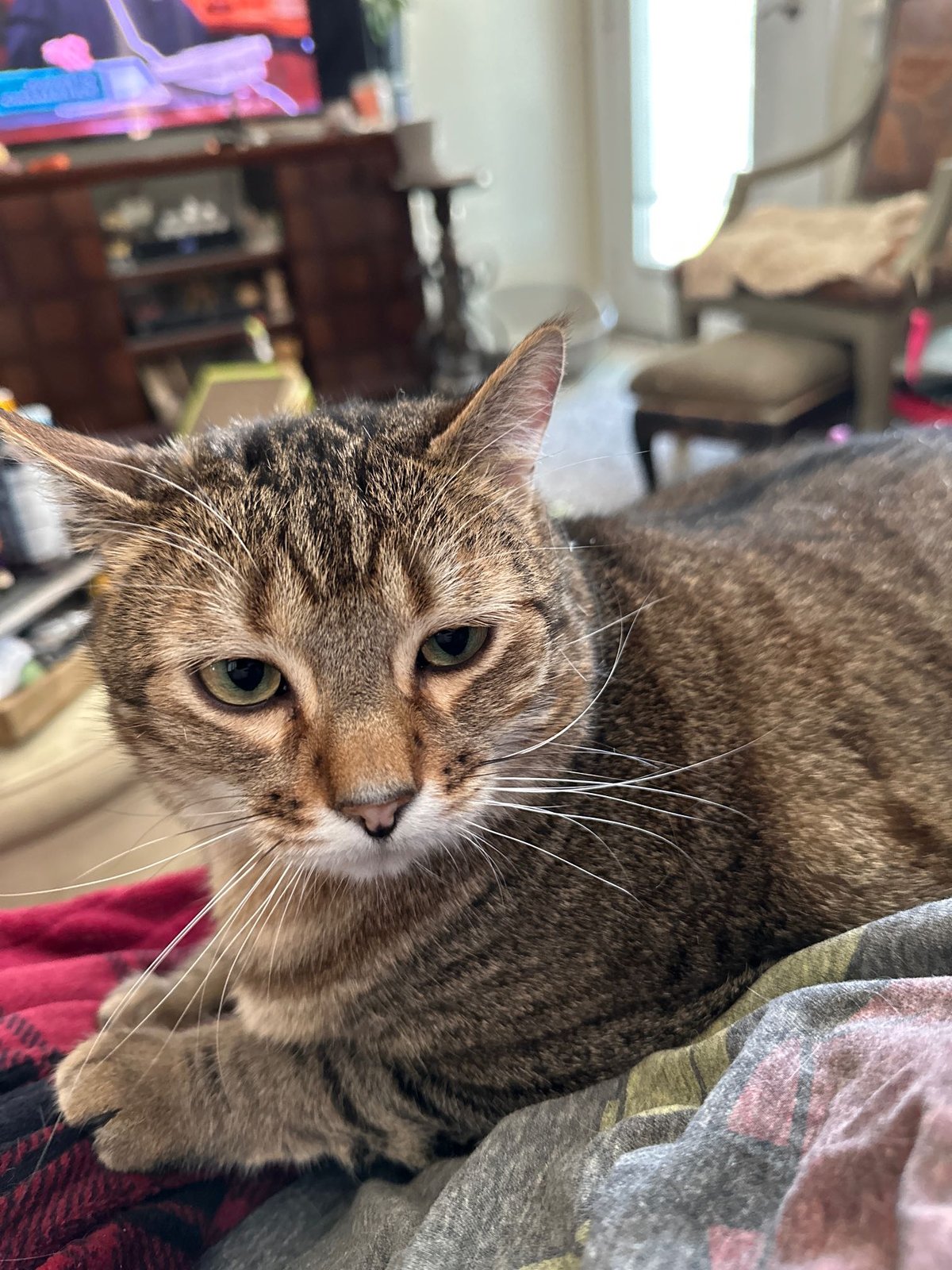 Lost Cat in Glasgow, Scotland — listing photo