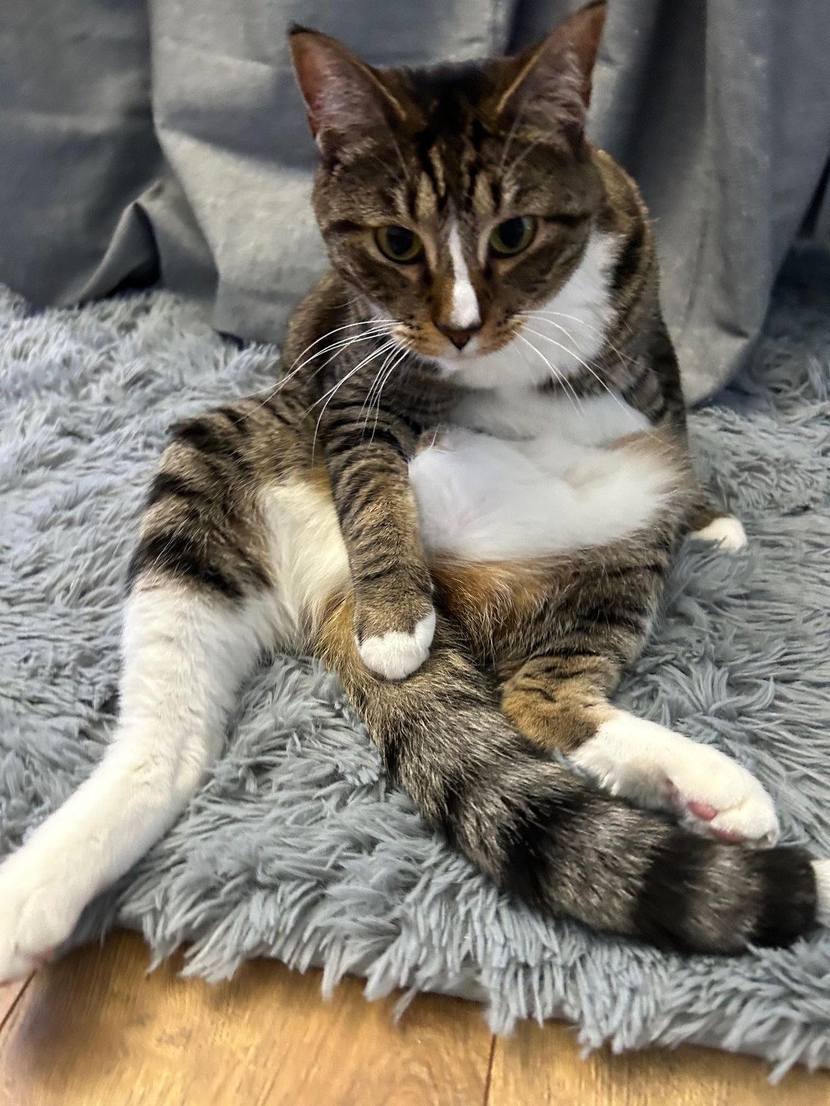 Lost Cat in Aberdeen, Scotland — listing photo