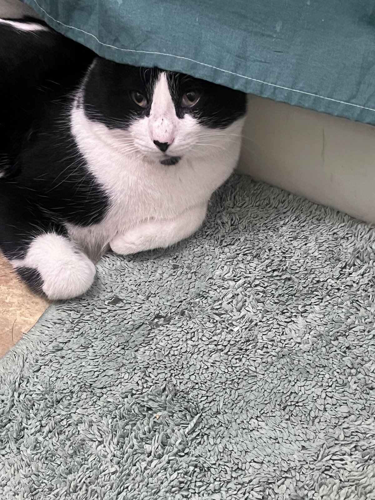 Lost Cat in Derby, England — Have you seen this cat?