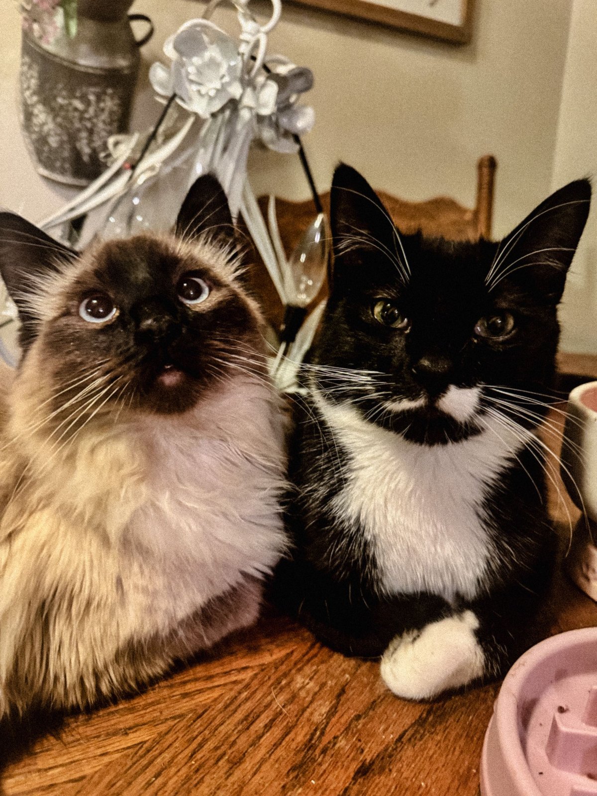 Lost Cat in Sheffield, England — Have you seen this cat?