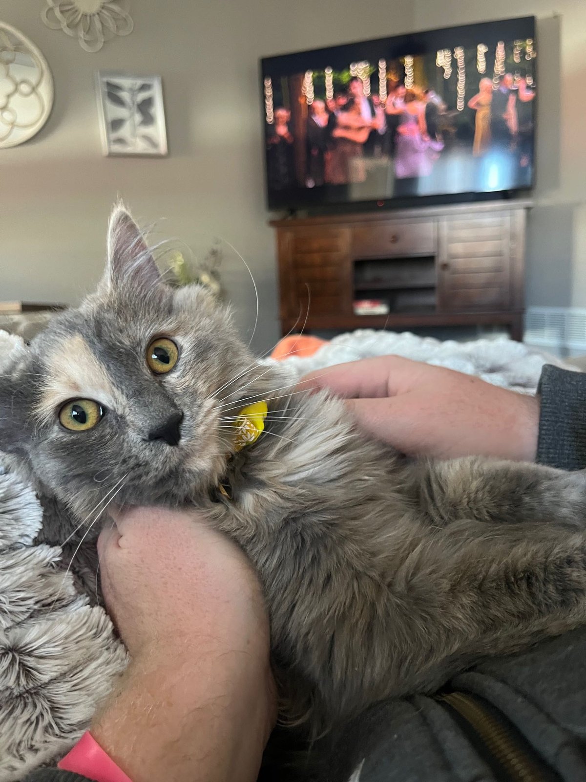 Lost Cat in Birmingham, England — listing photo