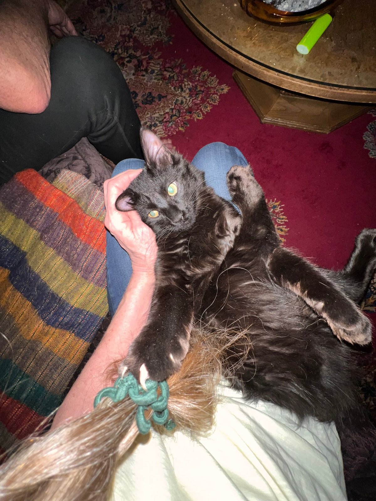 Lost Cat in York, England — listing photo