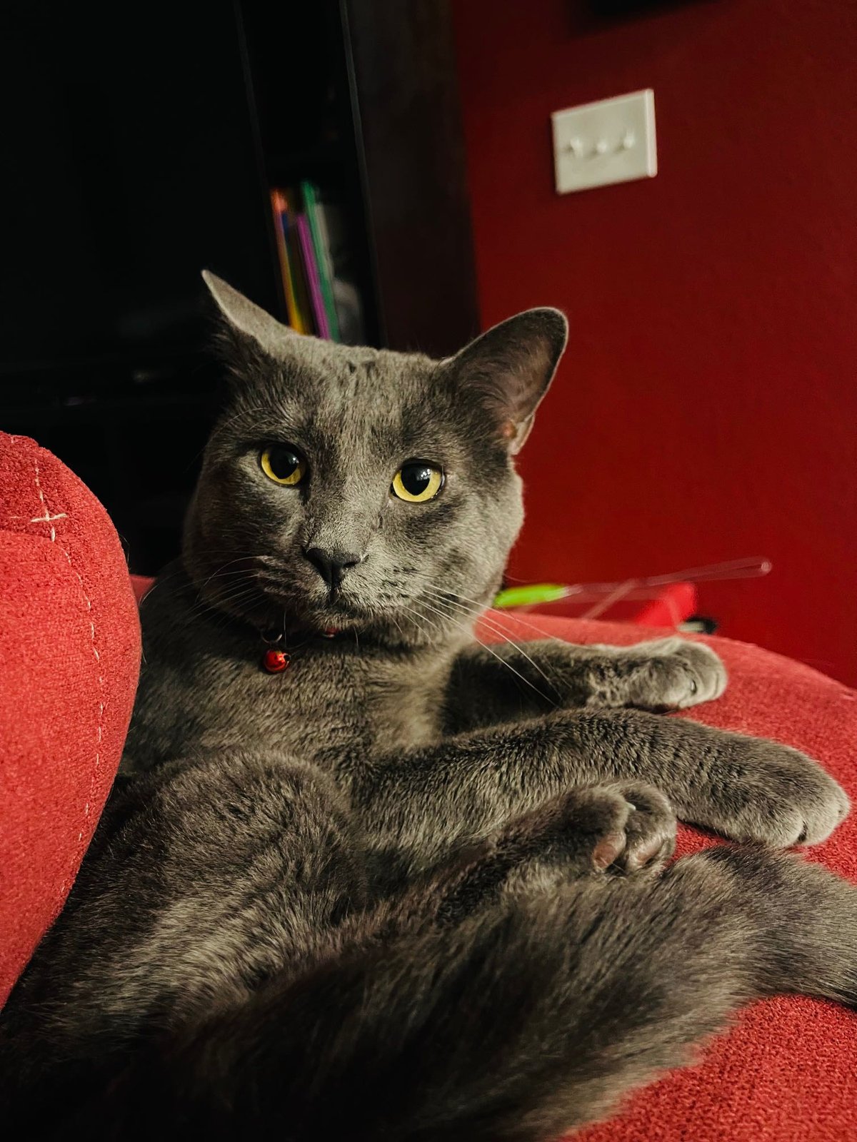 Lost Cat in Birmingham, England — listing photo