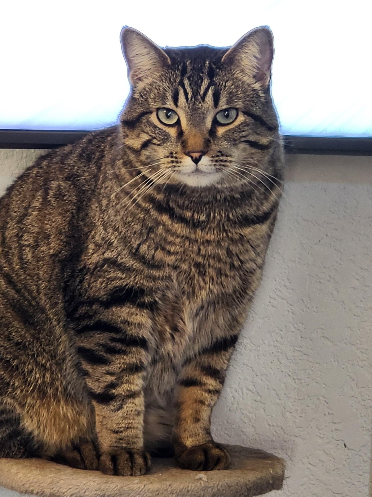 Lost Cat in Wolverhampton, England — listing photo