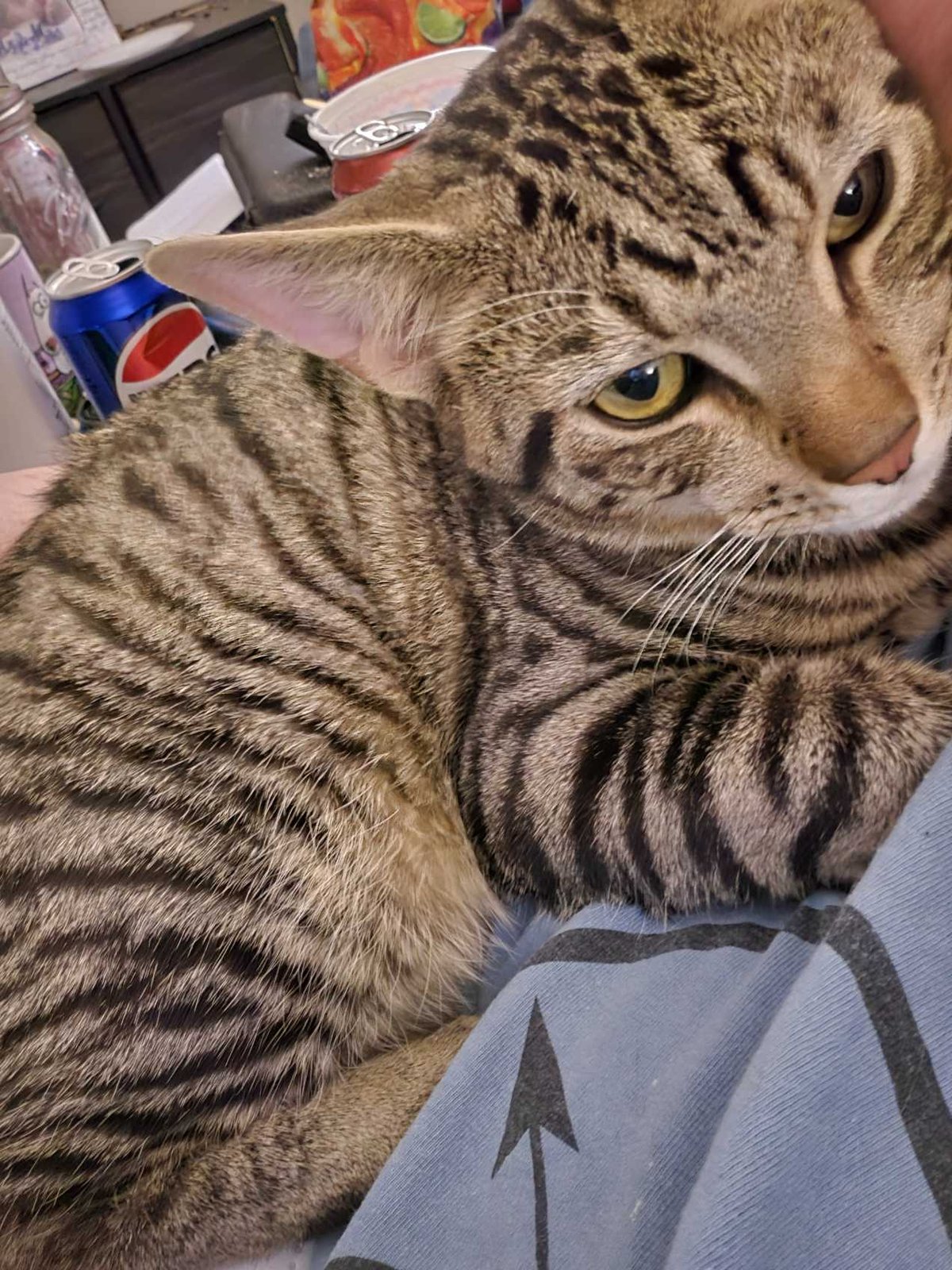 Lost Cat in Belfast, Northern Ireland — listing photo