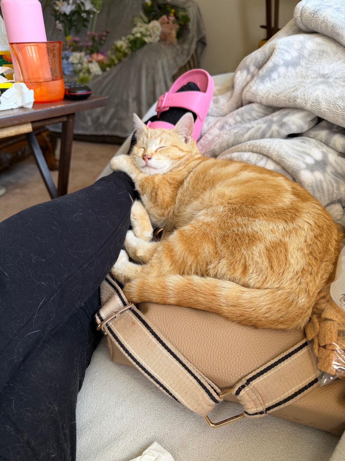 Lost Cat in Bradford, England — Have you seen this cat?