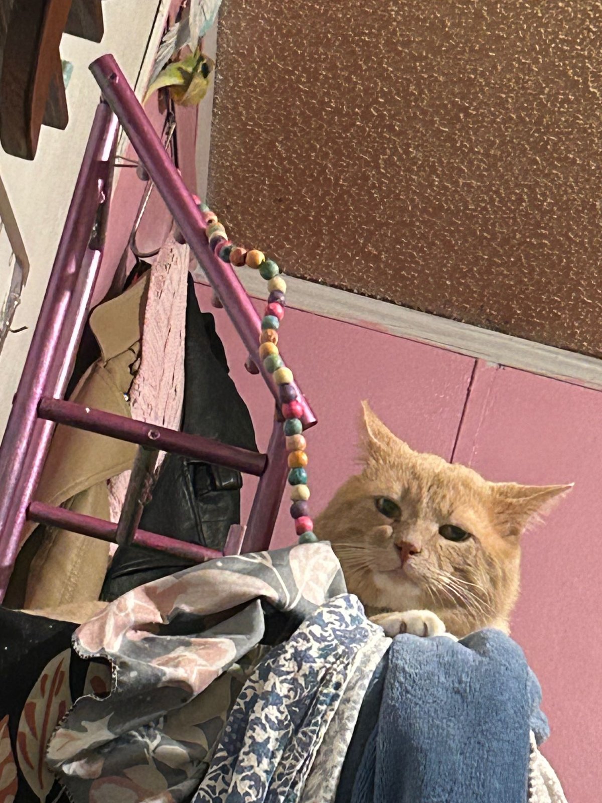 Lost Cat in York, England — listing photo