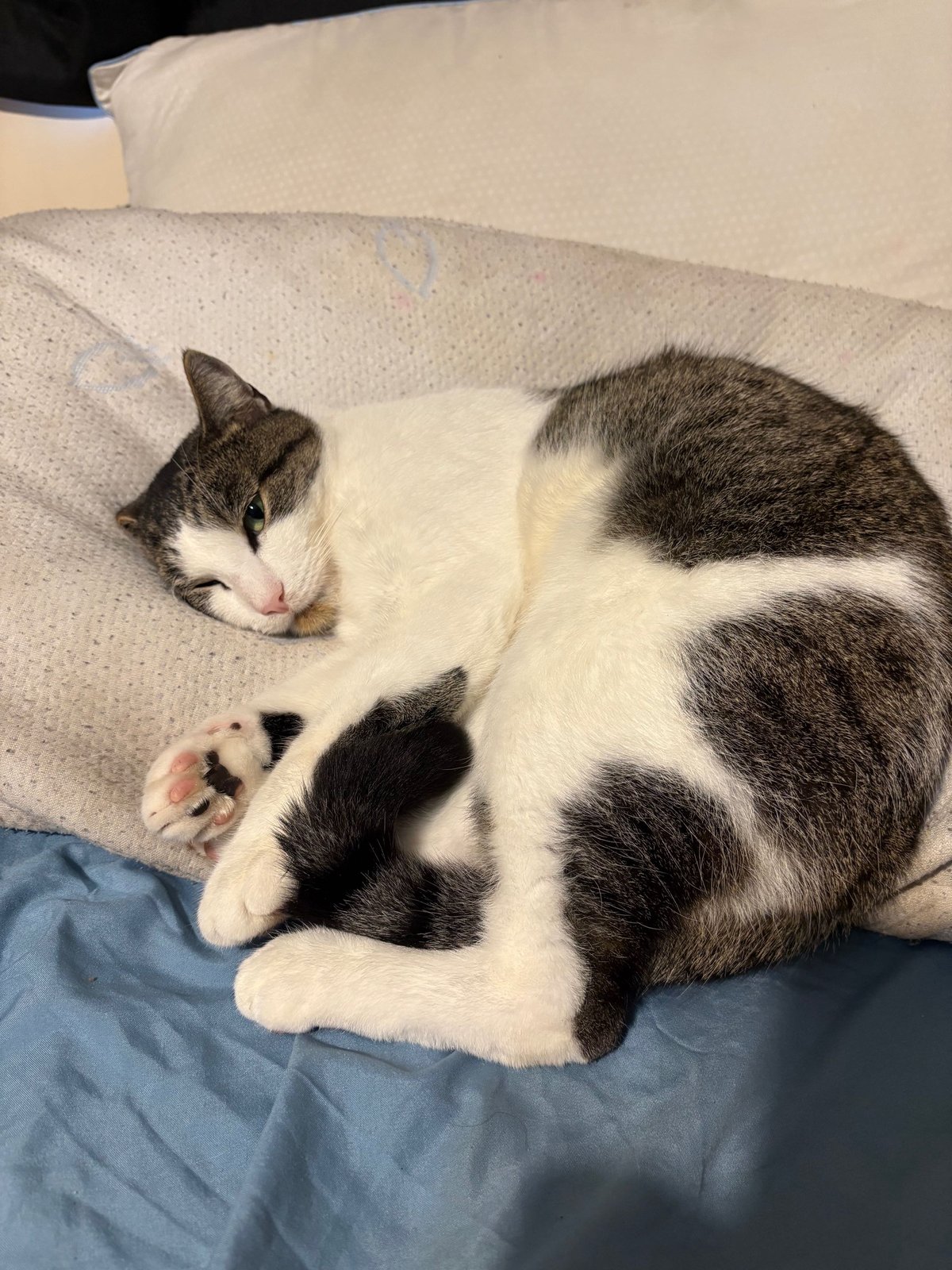 Lost Cat in Glasgow, Scotland — listing photo
