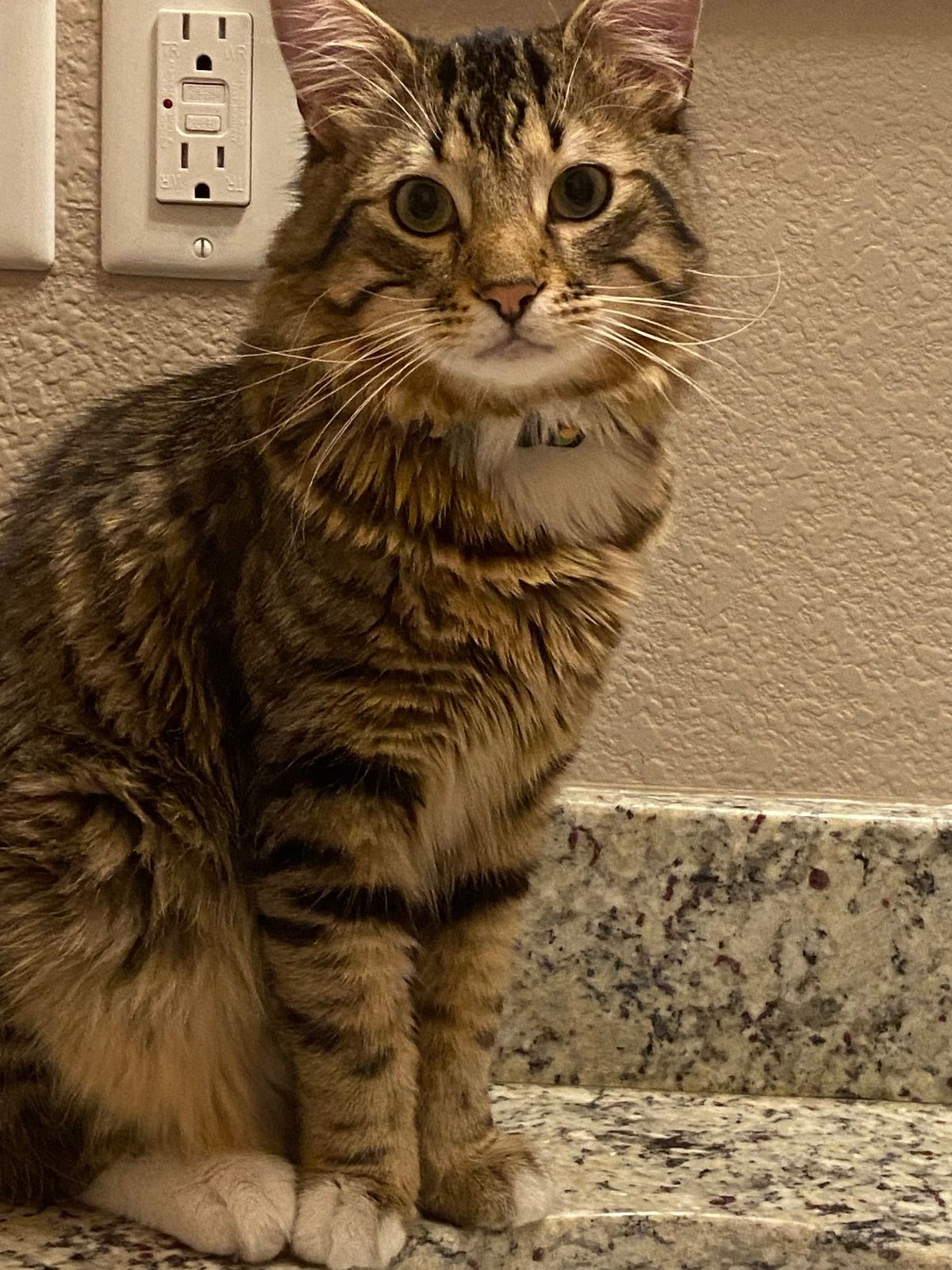 Lost Cat in Oxford, England — Have you seen this cat?