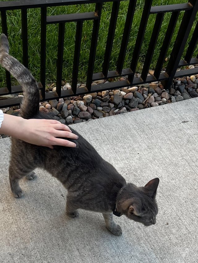 Lost Cat in Cambridge, England — listing photo