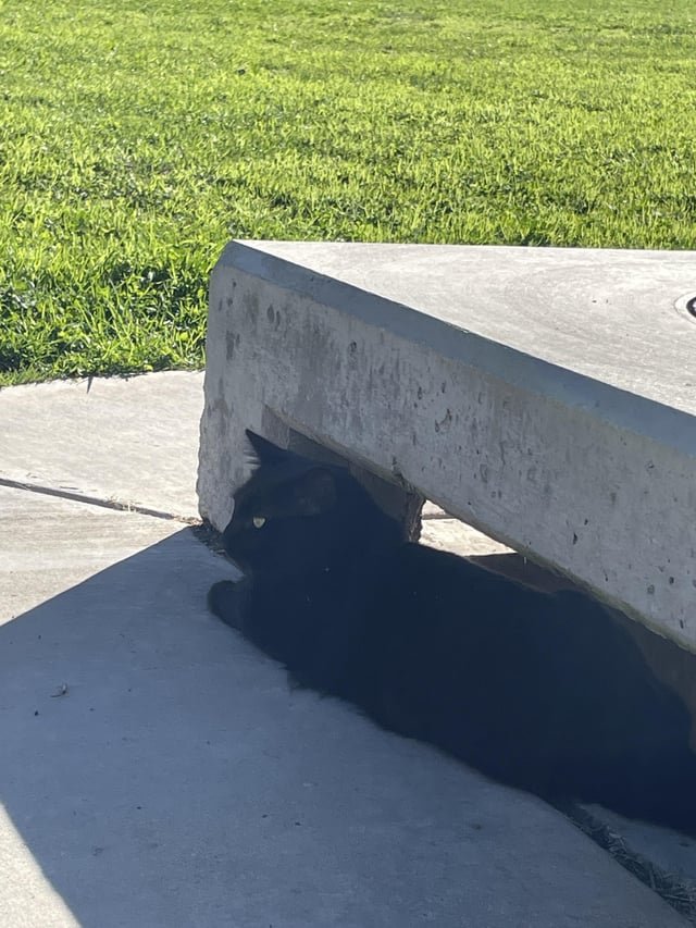 Lost Cat in Stoke-on-Trent, England — listing photo