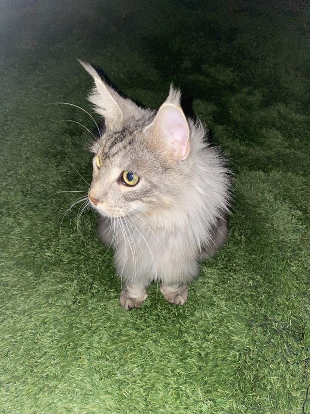 Lost Cat in Reading, England — listing photo