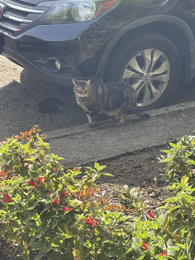 Lost Cat in Aberdeen, Scotland — listing photo