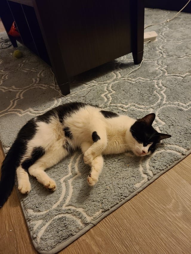 Lost Cat in Newcastle upon Tyne, England — listing photo