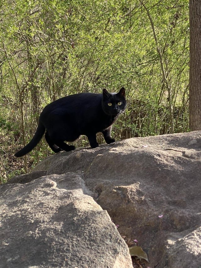 Lost Cat in Portsmouth, England — listing photo