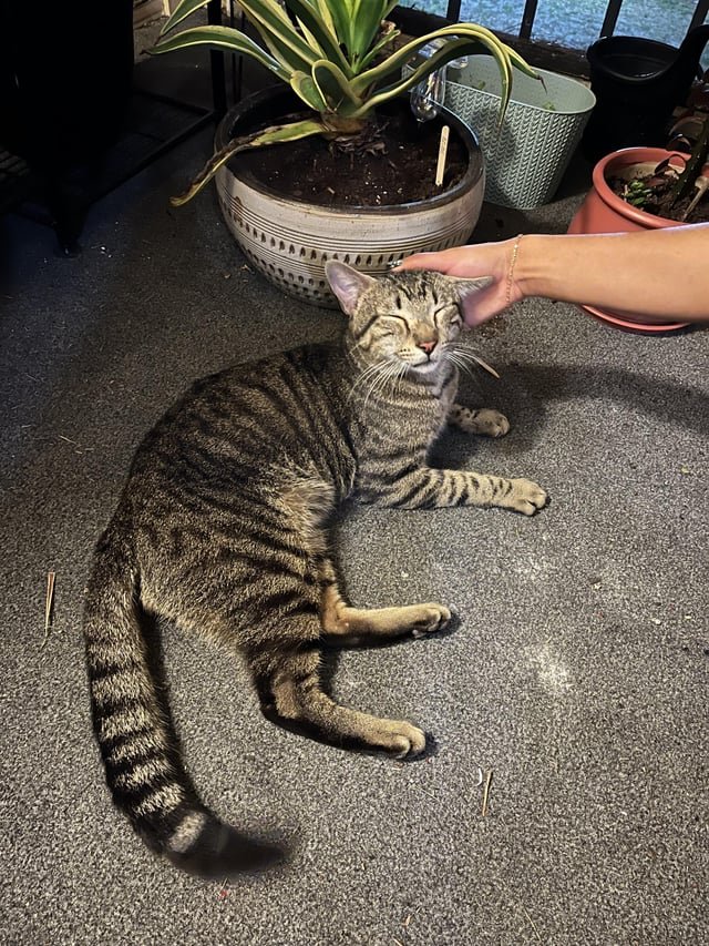 Lost Cat in Norwich, England — listing photo