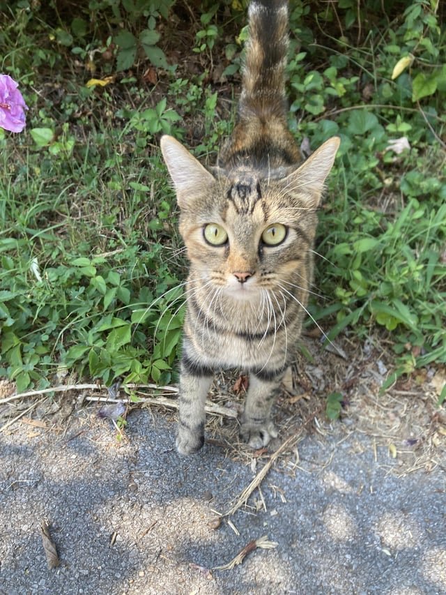 Lost Cat in Oxford, England — Have you seen this cat?