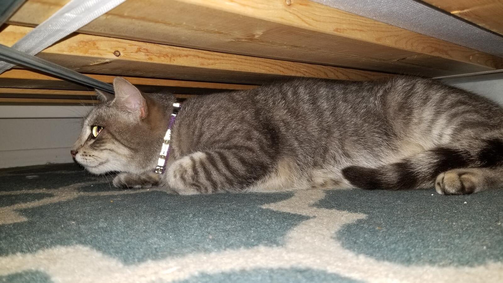 Lost Cat in Aberdeen, Scotland — listing photo