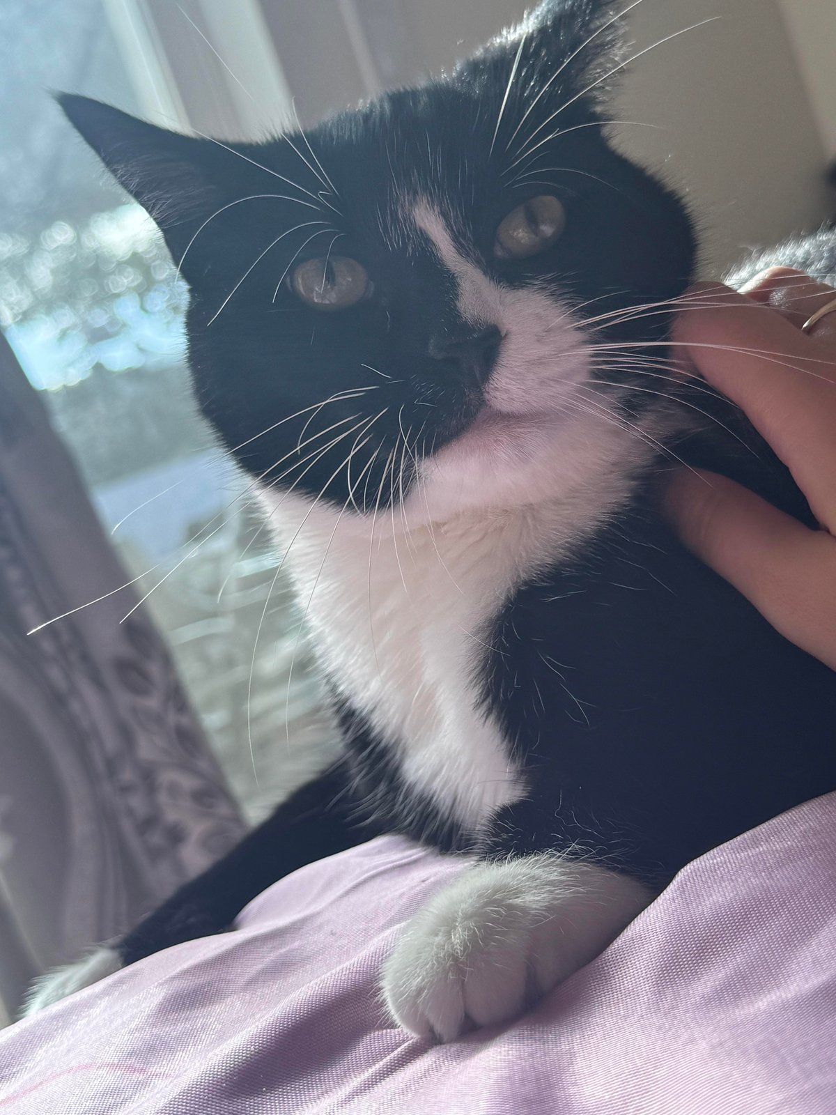 Lost Cat in Oxford, England — Have you seen this cat?