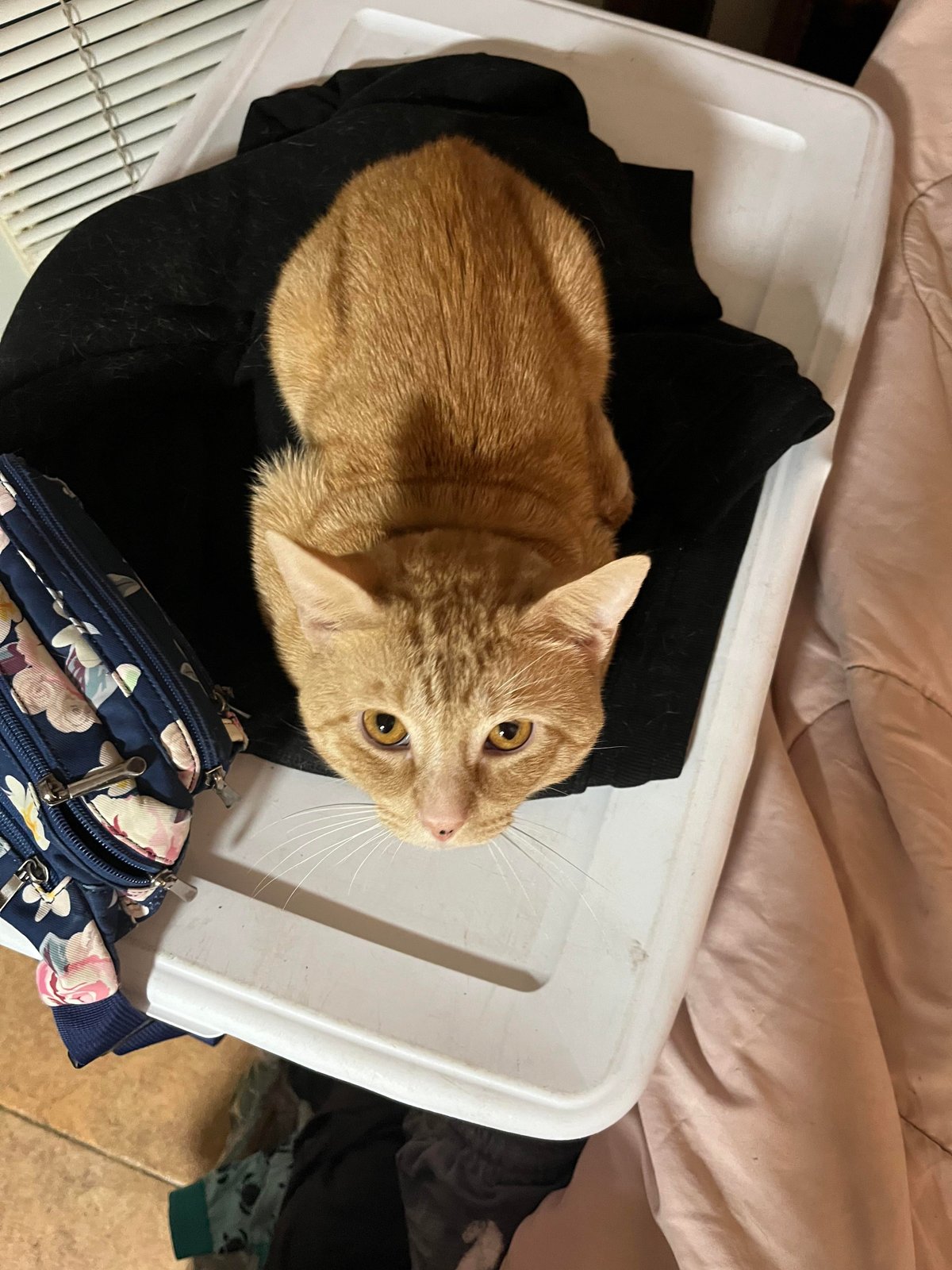 Lost Cat in Cambridge, England — listing photo