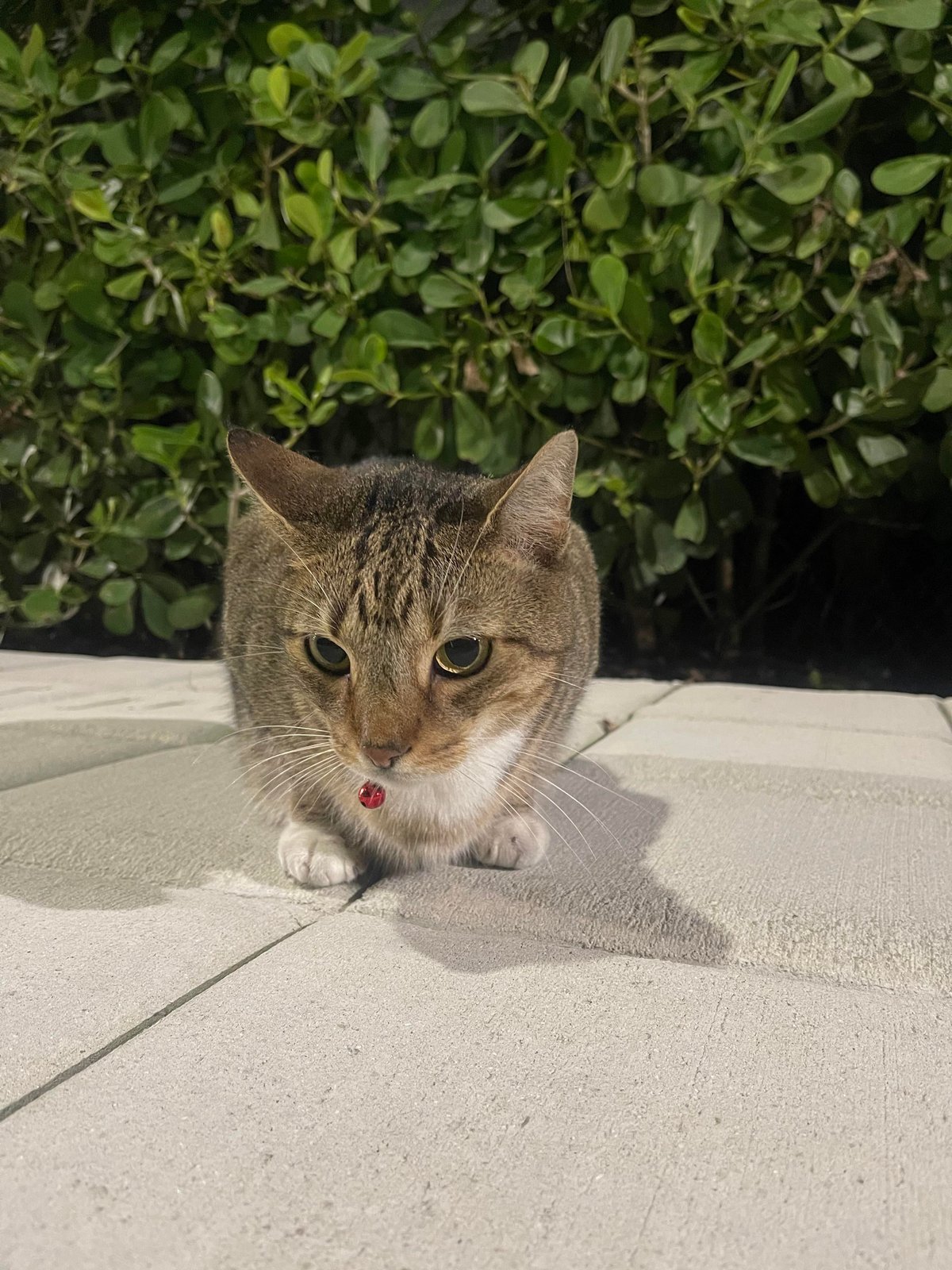 Found Cat in Oxford, England — listing photo