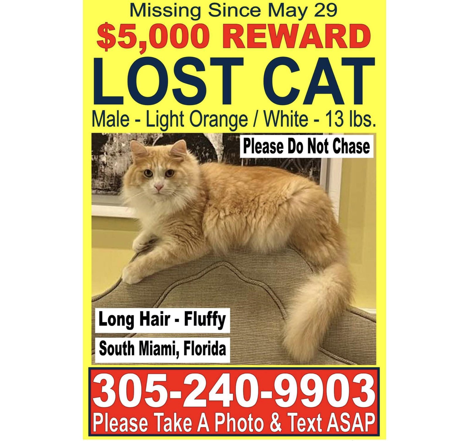 Lost Cat in Newcastle upon Tyne, England — listing photo