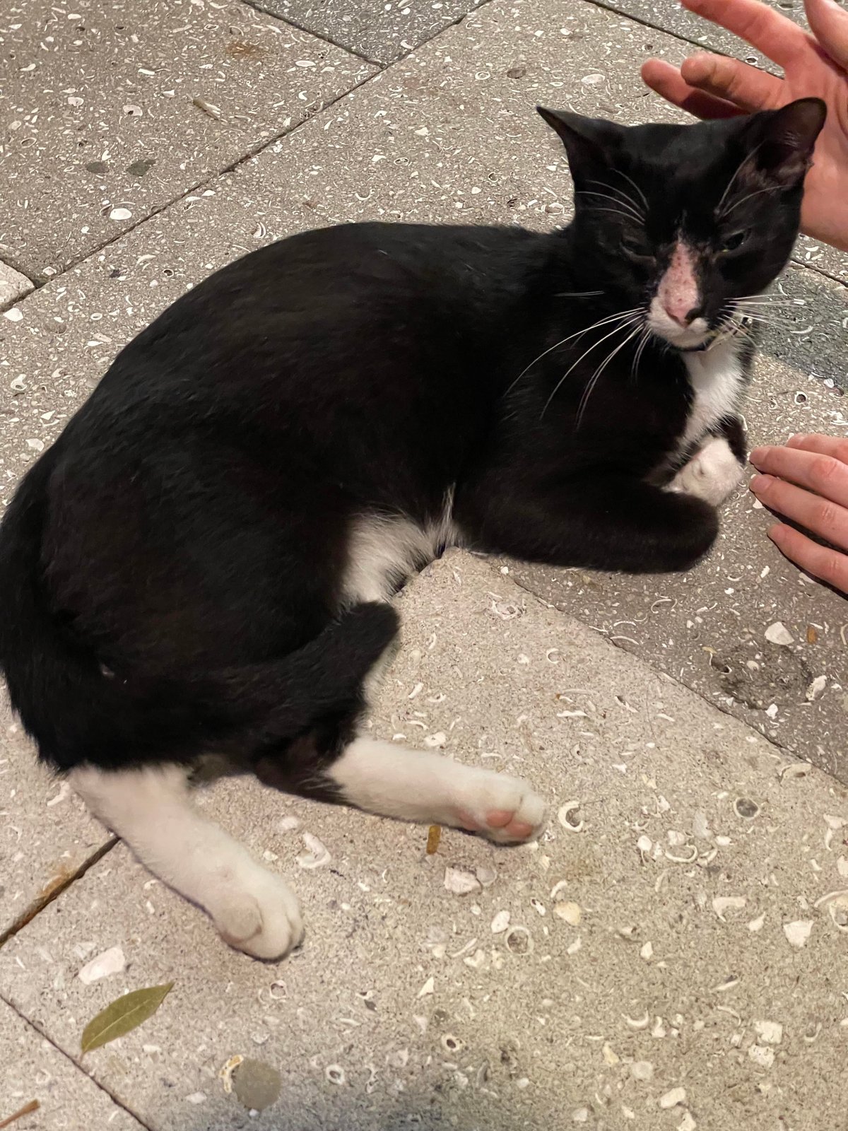 Lost Cat in Swansea, Wales — listing photo