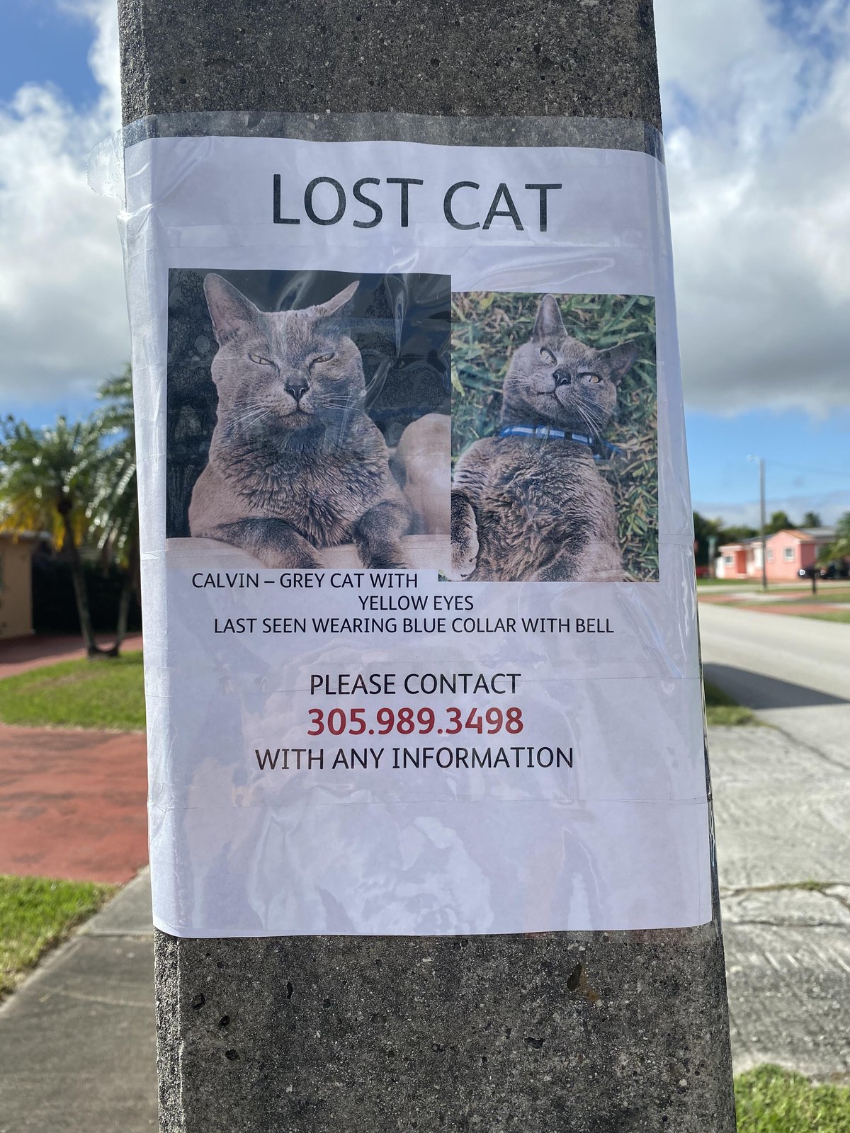 Lost Cat in Edinburgh, Scotland — Have you seen this cat?
