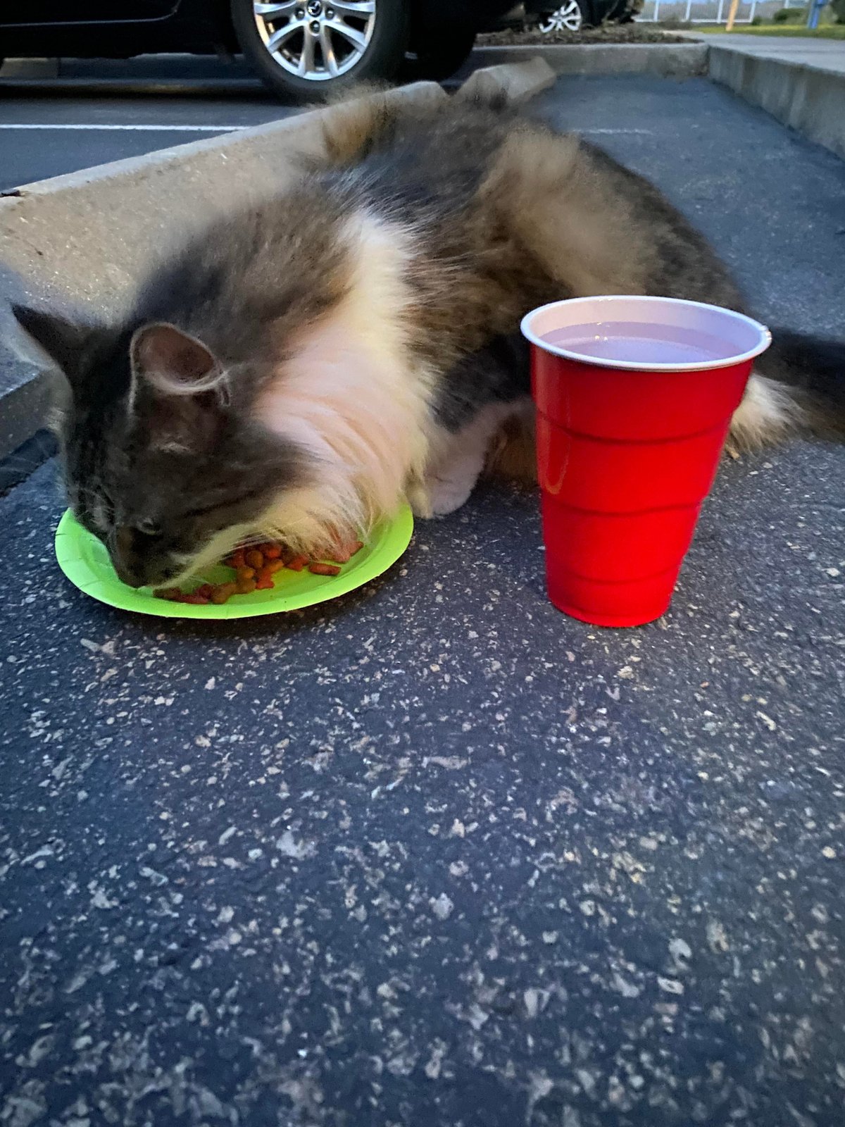 Lost Cat in Glasgow, Scotland — listing photo