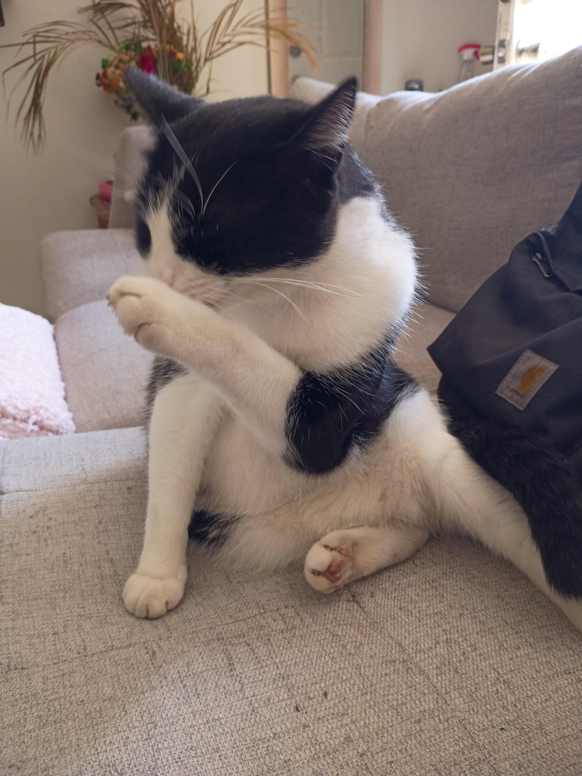 Lost Cat in Bradford, England — Have you seen this cat?