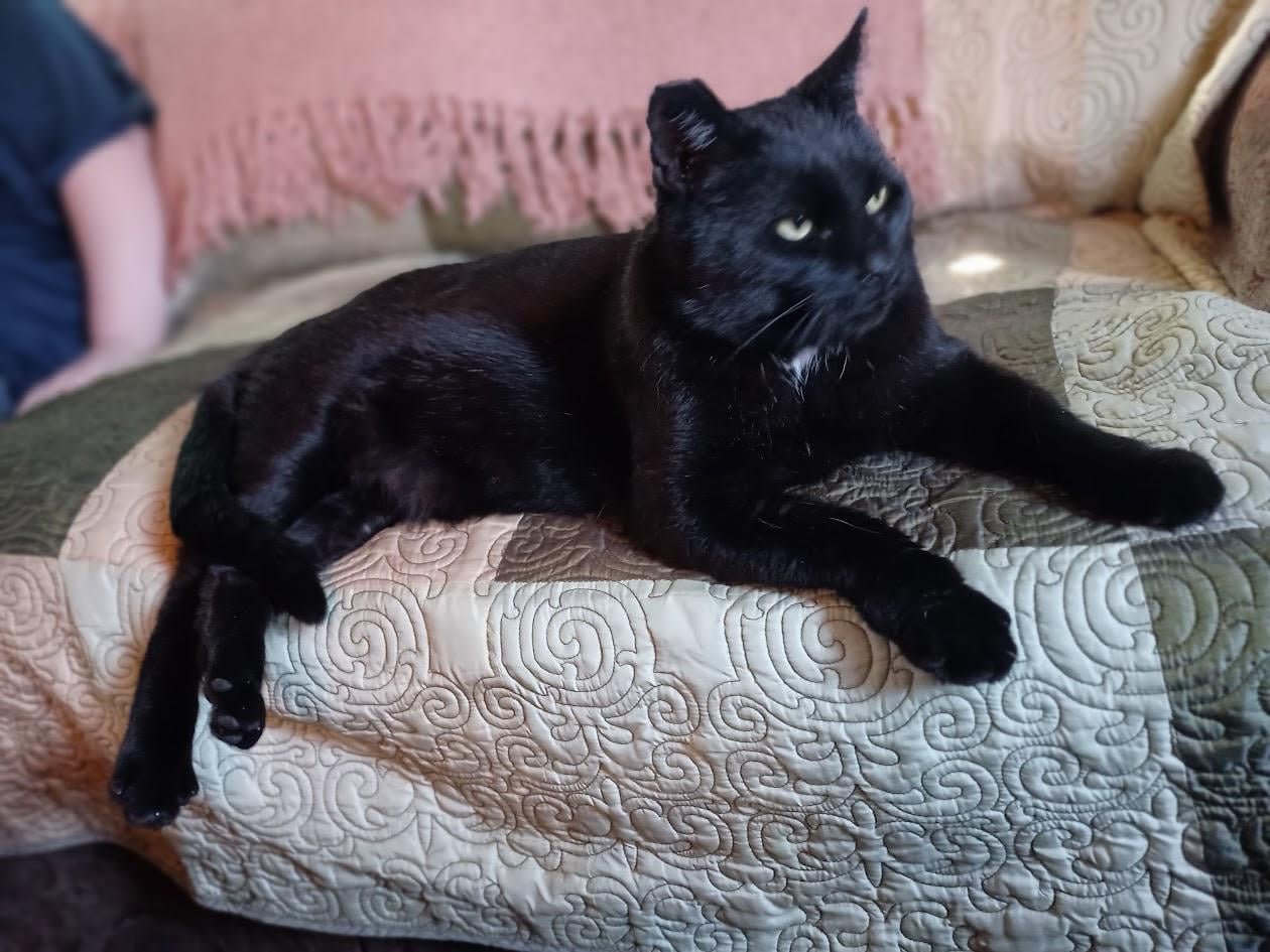 Lost Cat in Plymouth, England — listing photo