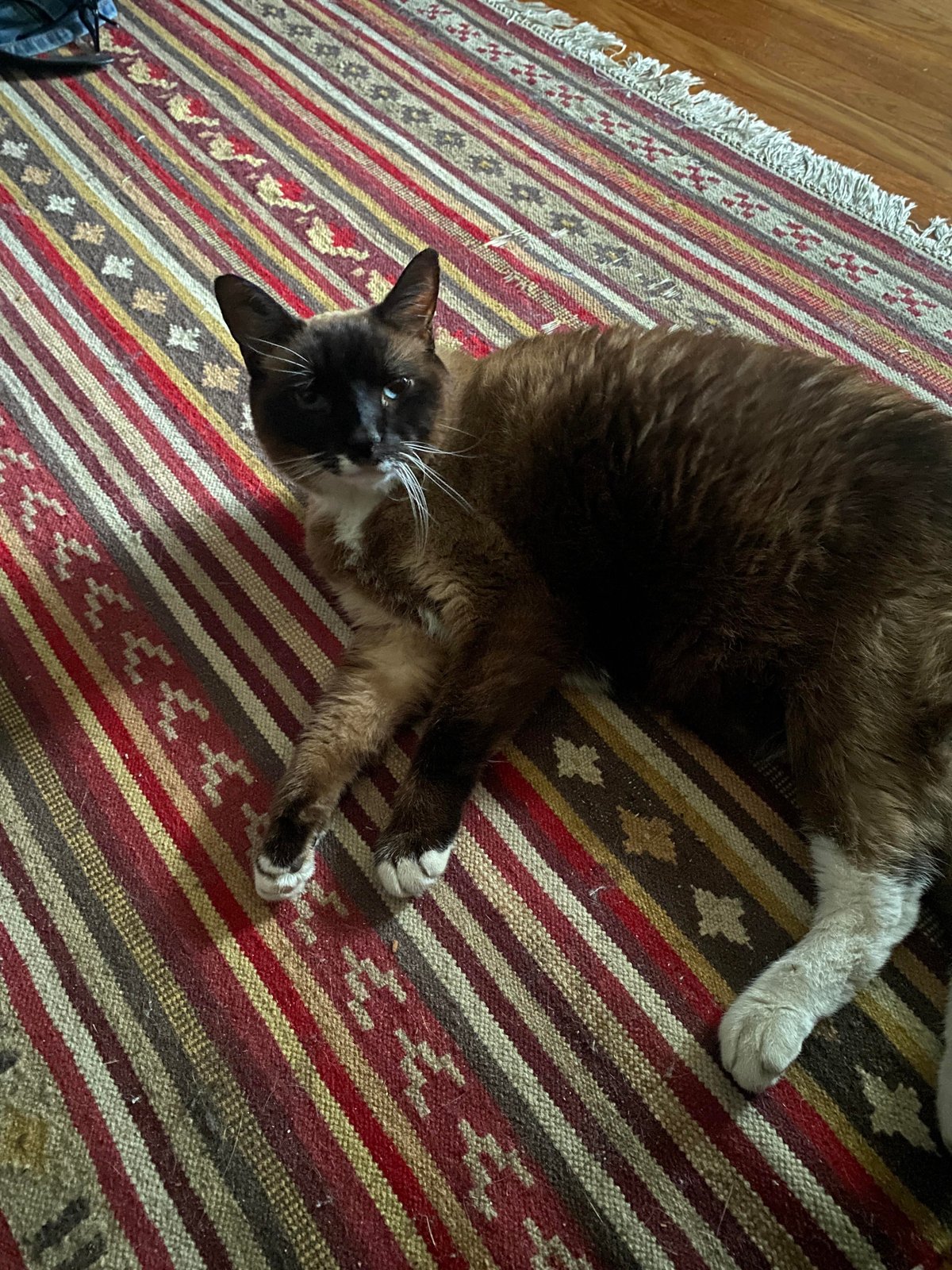 Lost Cat in Leeds, England — listing photo