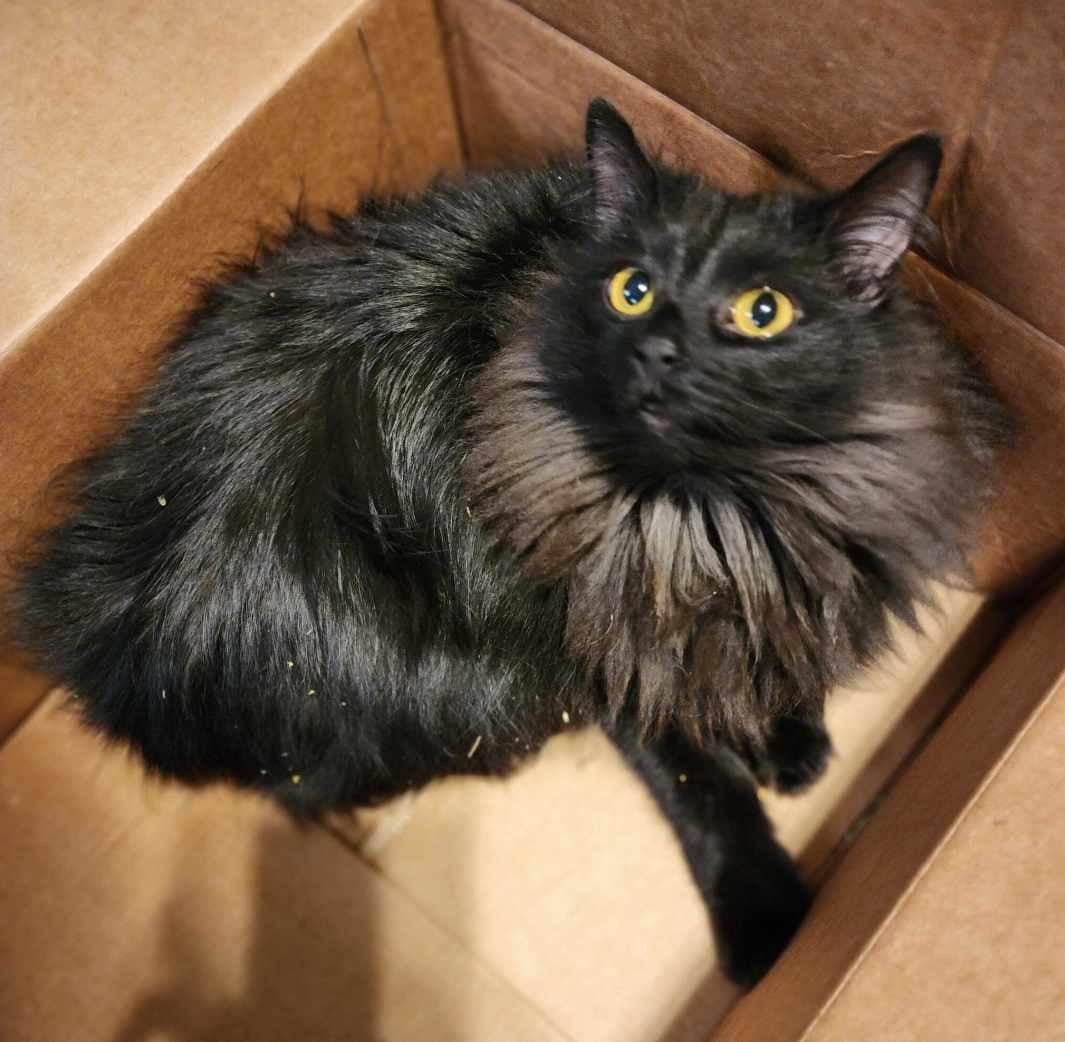 Lost Cat in Leeds, England — listing photo