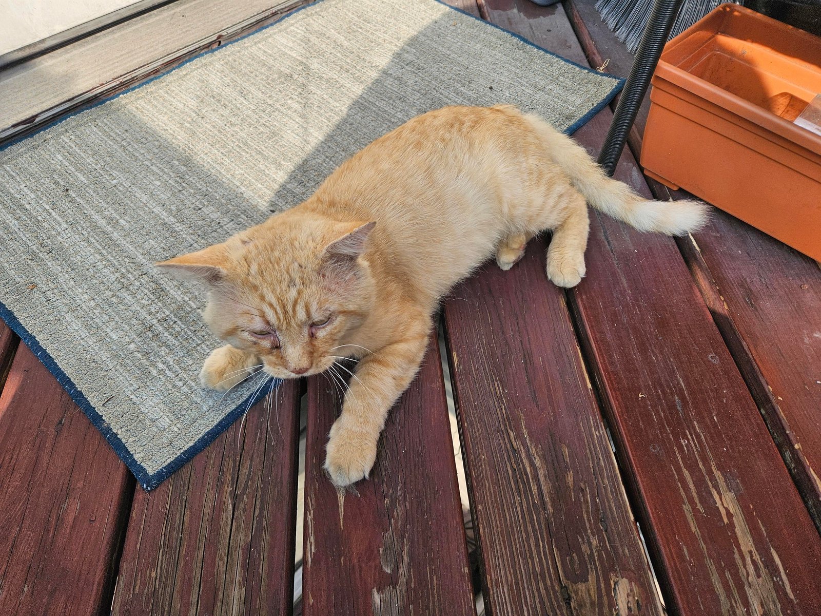 Lost Cat in Stoke-on-Trent, England — listing photo