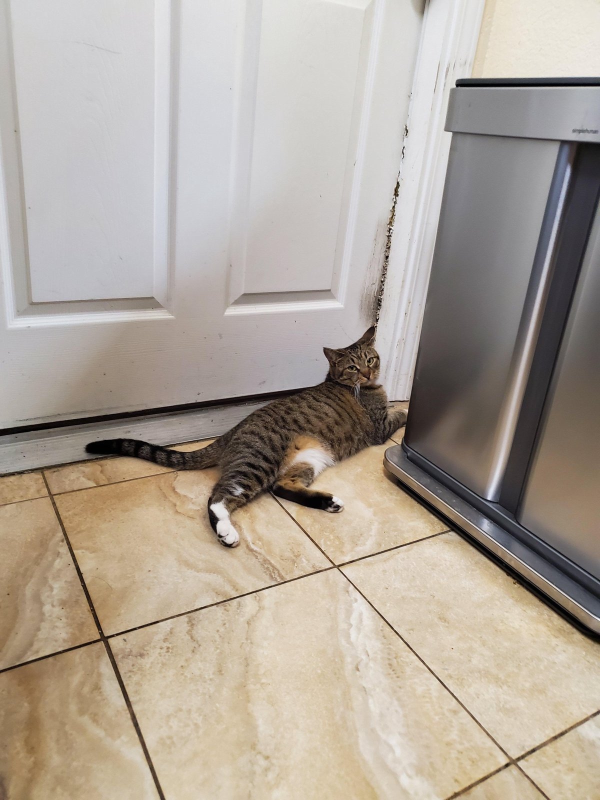 Lost Cat in Liverpool, England — Have you seen this cat?