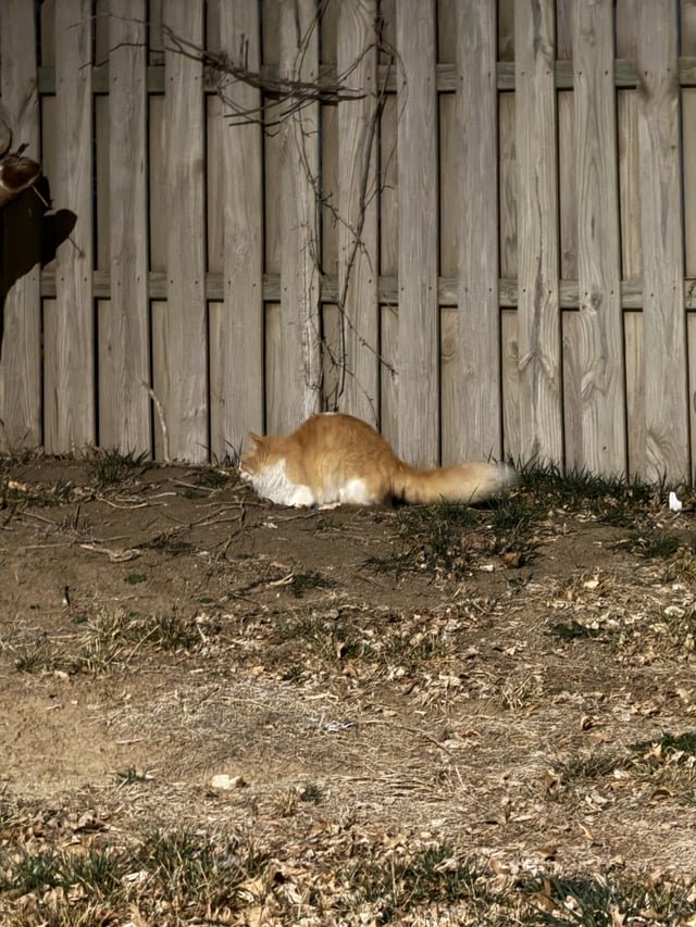 Found Cat in Plymouth, England — listing photo