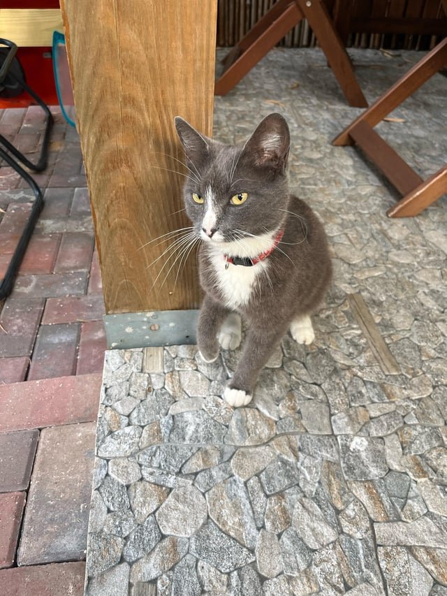 Found Cat in Swansea, Wales — listing photo