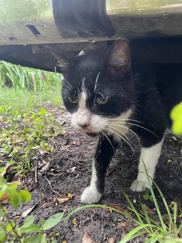 Lost Cat in York, England — listing photo