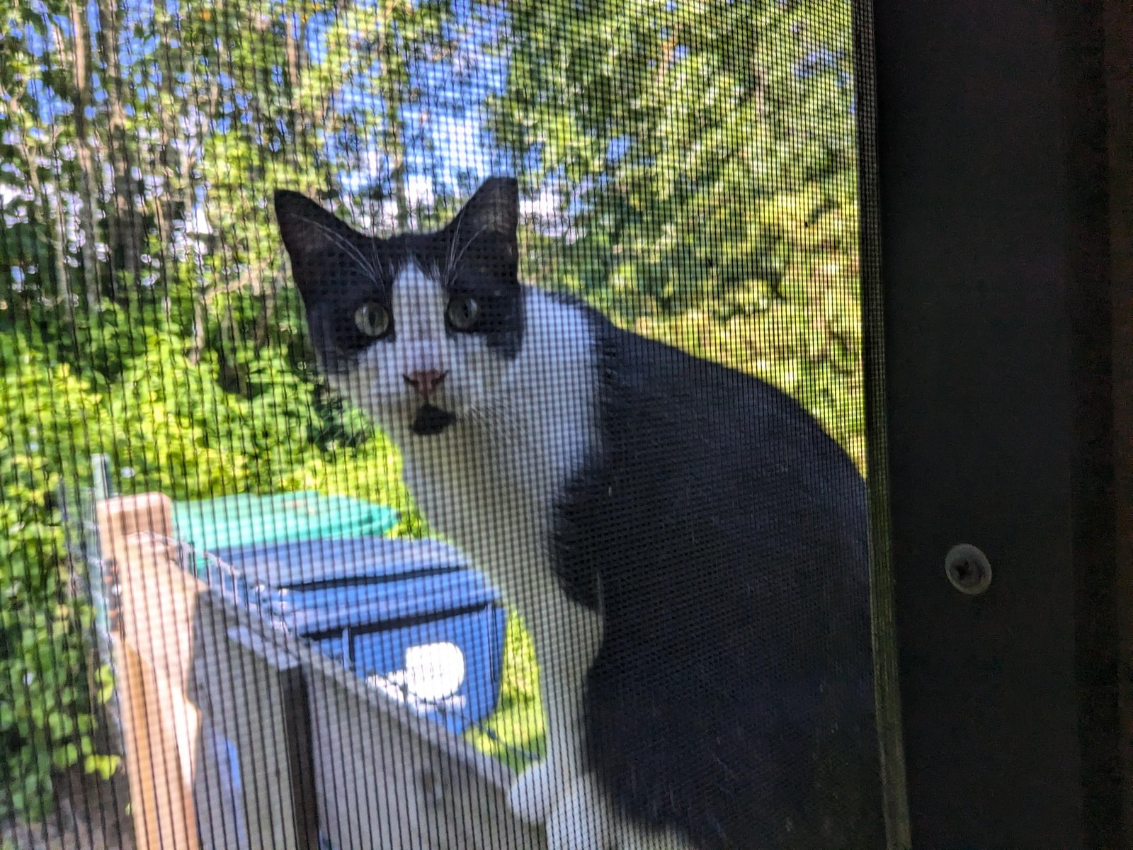 Lost Cat in Liverpool, England — Have you seen this cat?