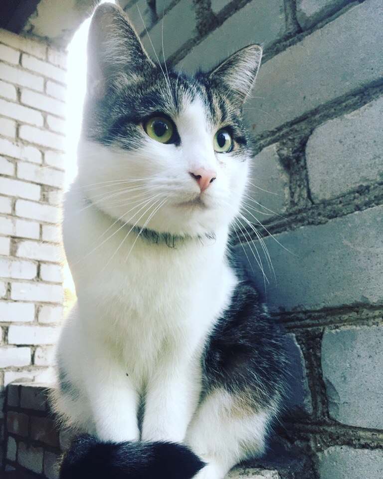 Lost Cat in Belfast, Northern Ireland — Have you seen this cat in Belfast?