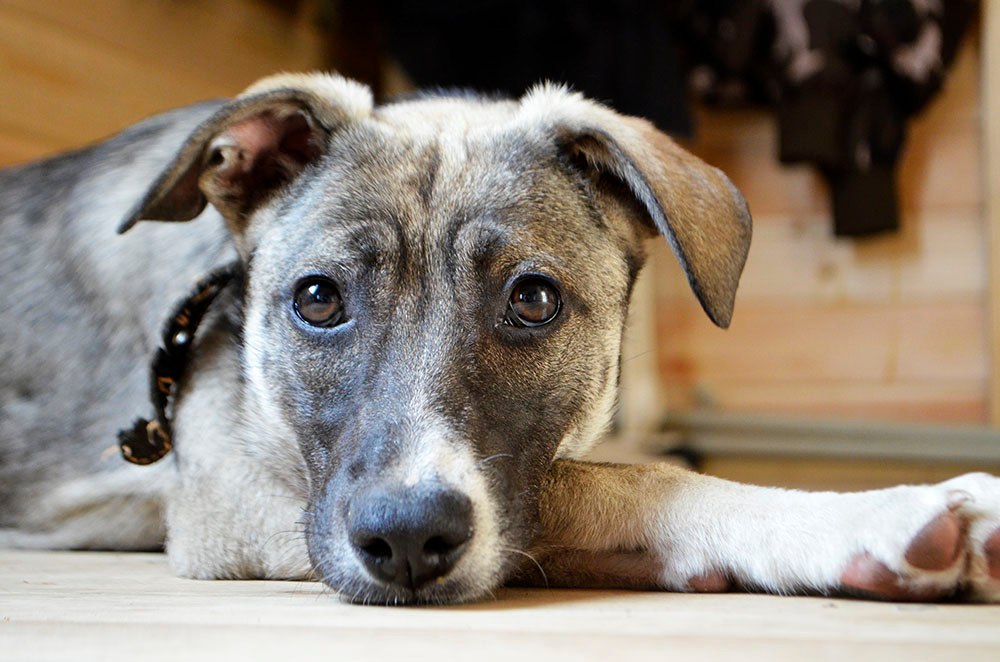Found Dog in Blackpool, England: Dog found safe in Blackpool Found Dog in Blackpool, England — Dog found safe in Blackpool
