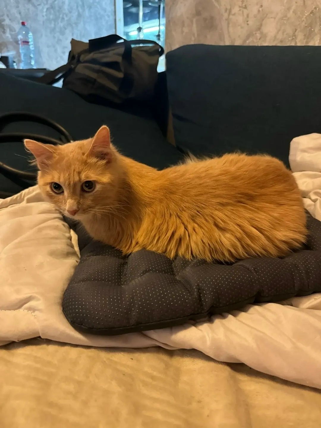 Found Cat in London, England — listing photo