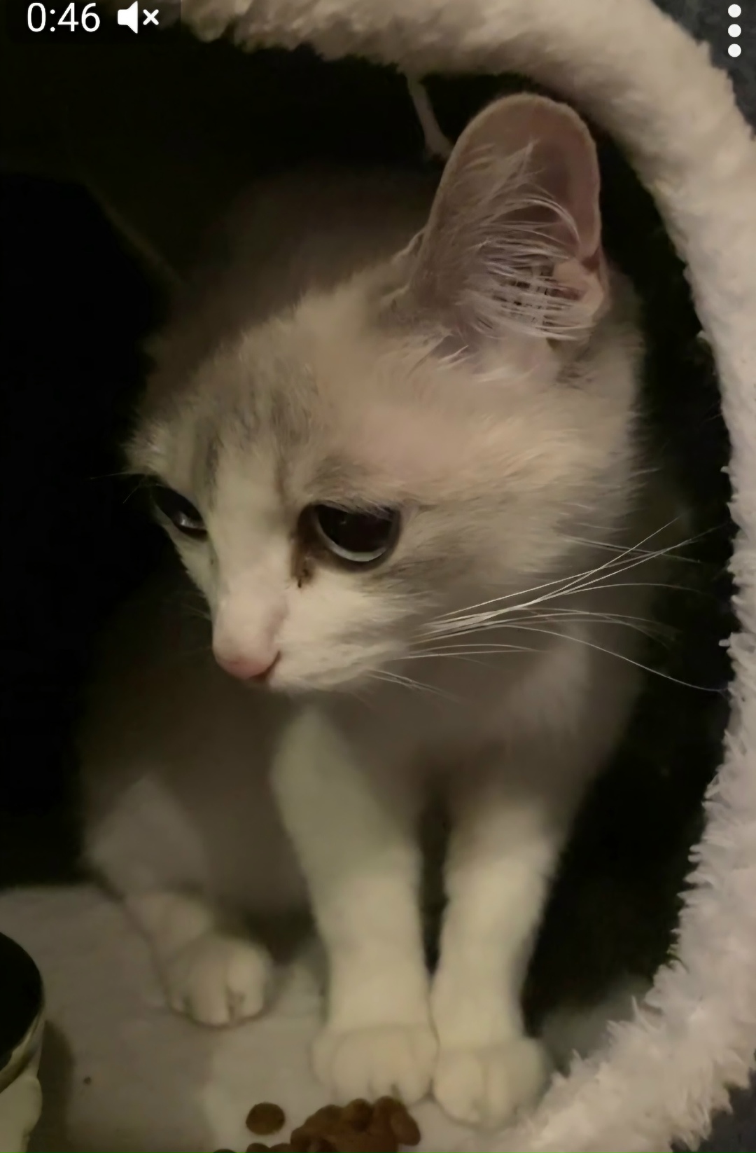 Found Cat in Preston, England — Cat found safe in Preston